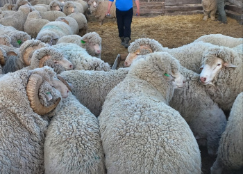 Отбор ремонтных баранов и ярочек в хозяйствах Агинского округа.